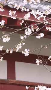 城市春天花季白色樱花古建筑素材城市宣传视频