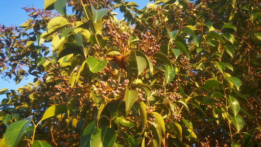 实拍植物果实鲜花视频