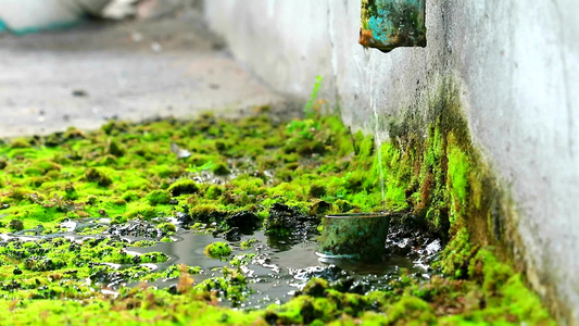 苔藓在水泥地板上生长视频