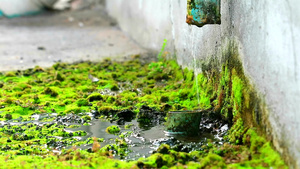 苔藓在水泥地板上生长12秒视频