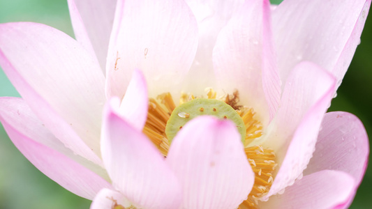 荷花特写实拍视频