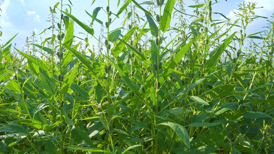 农田里种植的芝麻植株视频