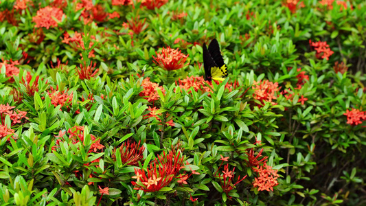 热带蝴蝶热莱娜在花园中授粉花朵视频