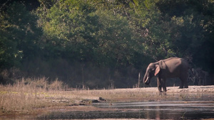 在巴迪亚国家公园的大象18秒视频