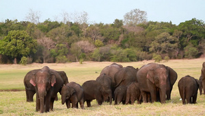 明尼利亚国家公园中的大象20秒视频