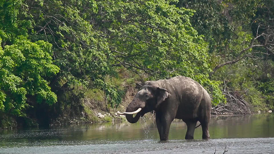 在巴迪亚国家公园的阿萨大象视频
