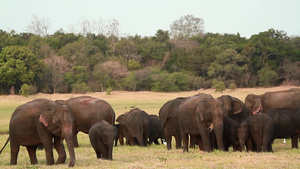 国家公园中的大象27秒视频