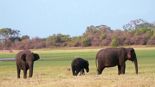 Minnerya国家公园中的大象,sri lanka视频