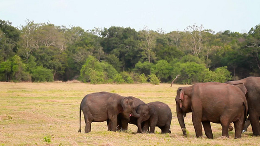 国家公园中的大象视频
