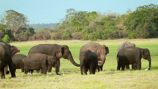 Minnerya国家公园中的大象,sri lanka视频