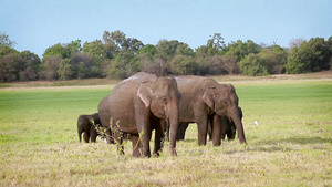 斯里兰卡班达加国家公园大象23秒视频