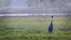 在巴迪亚国家公园的鸟类19秒视频