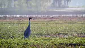 在巴迪亚国家公园的鸟类16秒视频