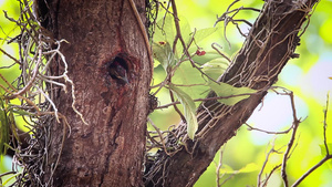 在巴迪亚国家公园的鸟类17秒视频