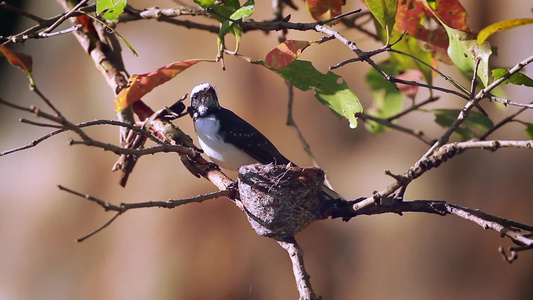 明内里亚国家公园的白青扇尾尾苍蝇捕猎者视频