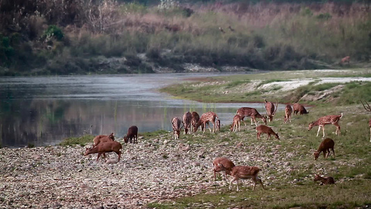 在巴迪亚国家公园(Nepal)发现鹿和猪鹿视频