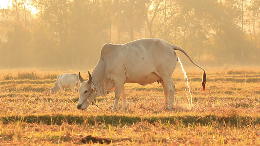 在农村田野吃草和尿的牛牛牛肉视频