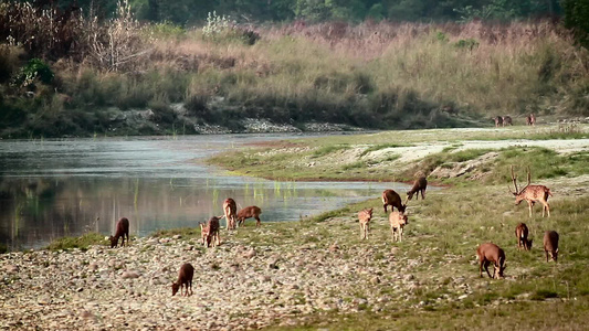 在巴迪亚国家公园(Nepal)发现鹿和猪鹿视频