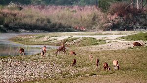 在巴迪亚国家公园发现鹿46秒视频