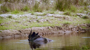 巴迪亚国家公园内最大的一角独角犀牛15秒视频