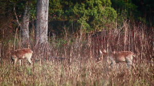 巴迪亚国家公园的沼泽鹿25秒视频