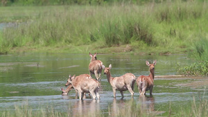 巴迪亚国家公园的沼泽鹿36秒视频