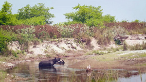 巴迪亚国家公园内最大的独角犀牛37秒视频