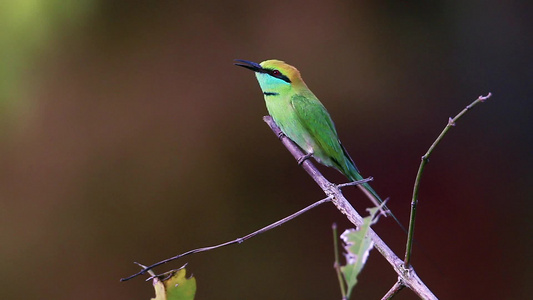 尼帕巴迪亚国家公园绿蜂鸟视频