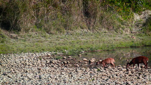 巴迪亚国家公园的猪鹿21秒视频