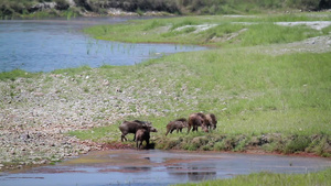 在巴迪亚国家公园的野猪21秒视频