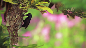 巴迪亚国家公园的紫色太阳鸟34秒视频