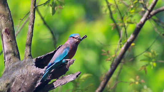 在巴迪亚国家公园的蓝鸟视频