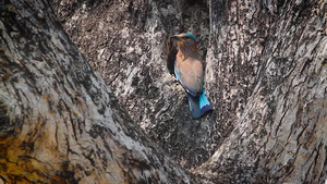 在巴迪亚国家公园的蓝鸟8秒视频