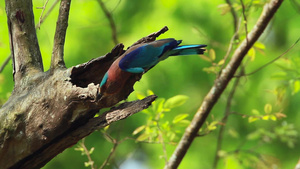 在巴迪亚国家公园的印度鸟类17秒视频