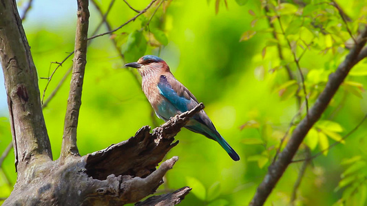 在巴迪亚国家公园的印度鸟类视频
