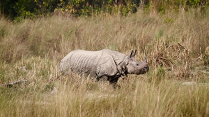 巴迪亚国家公园内最大的一角独角犀牛31秒视频