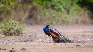 斯里兰卡班达拉国家公园的印度孔雀31秒视频