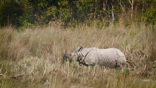 巴迪亚国家公园内最大的独角犀牛视频