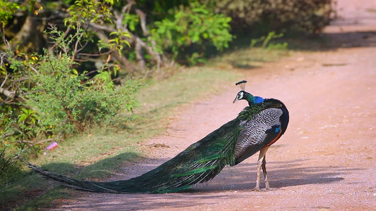 斯里兰卡班达拉国家公园的印度孔雀视频