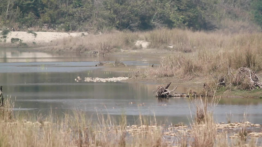 巴迪亚国家公园内最大的一角独角犀牛视频