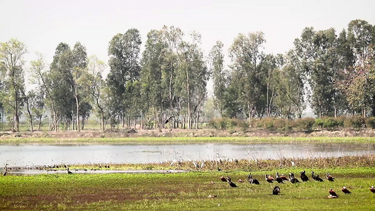 巴迪亚国家公园水鸟视频