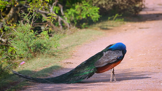 斯里兰卡班达拉国家公园的印度孔雀视频