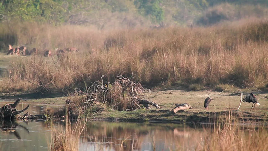 在巴迪亚国家公园的野生生物视频