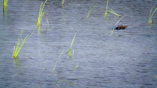 在国家公园的鳄鱼视频