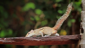 明尼利亚国家公园里的印度棕榈松鼠29秒视频