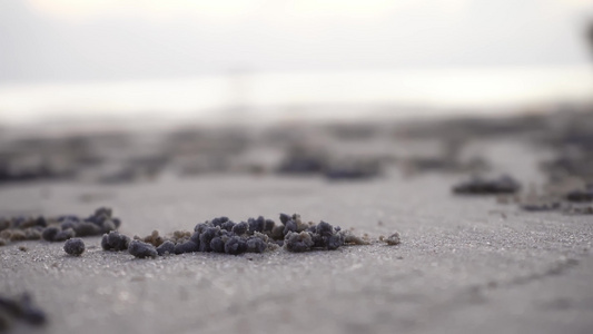 小螃蟹在日落时在沙滩上做沙球视频