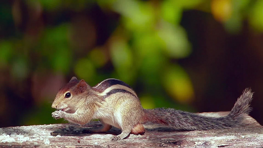 Minnerya国家公园的印度棕榈松鼠,sri lanka视频