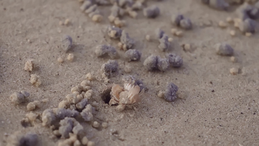 小螃蟹在日落时争夺沙球和海边洞穴视频
