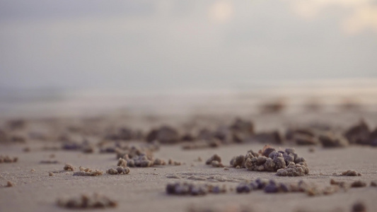 小螃蟹在日落时在沙滩上做沙球视频