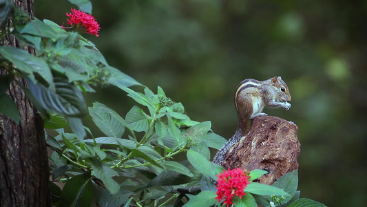 印地安棕榈松鼠在吃东西视频